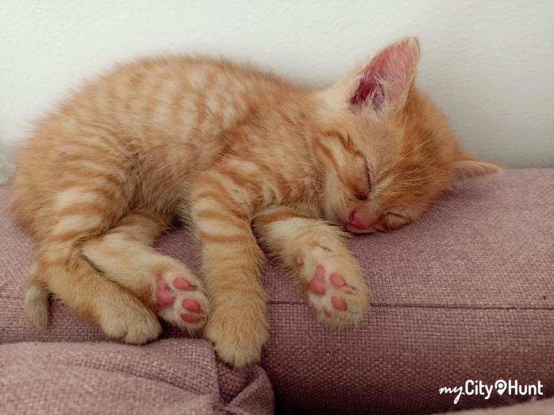 myCityHunt Schnitzeljagd 1